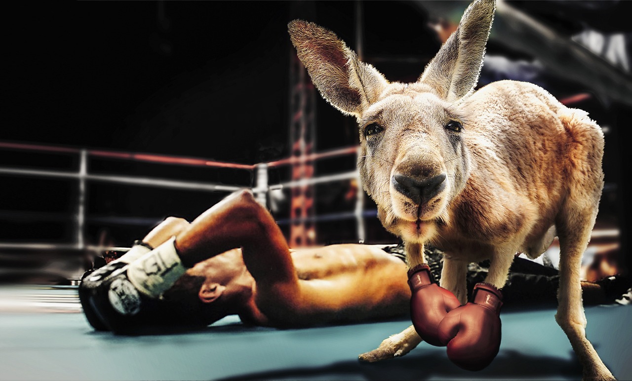 boxe bien debuter