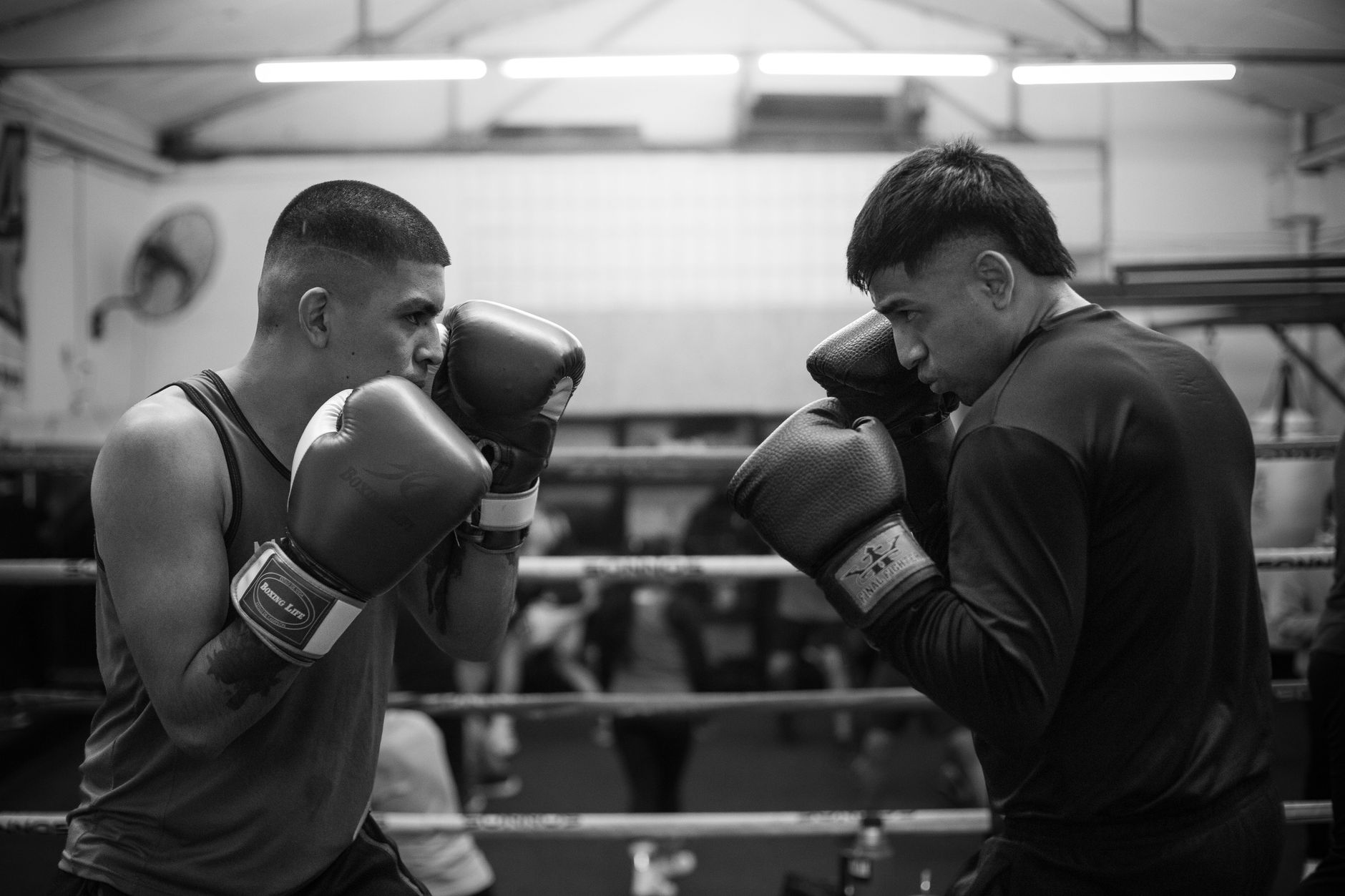 Deux boxeurs face à face en garde haute, prêts à esquiver